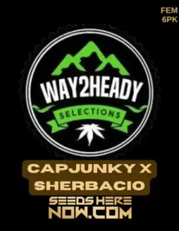 Capjunky x Sherbacio feminized seeds, 24% THC, citrus(space)diesel aroma