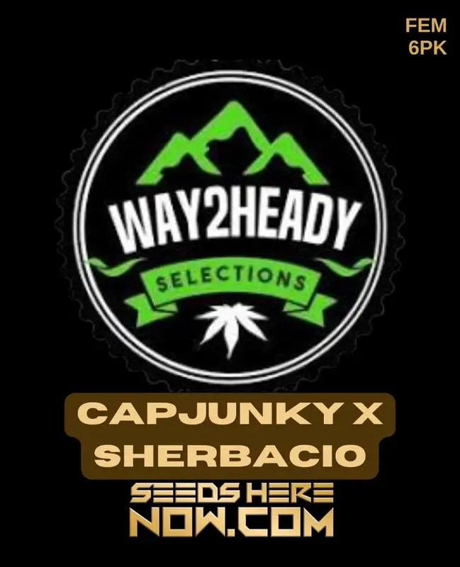 Capjunky x Sherbacio feminized seeds, 24% THC, citrus-diesel aroma