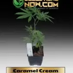 Caramel Cream Clones - ACC