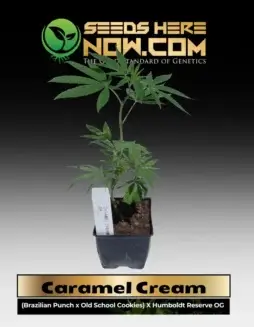 Caramel Cream Clones displaying crystal(space)coated buds with caramel and vanilla aromas