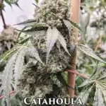Catahoula (Regular) - Lucky Dog Seed Company
