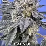 Caustic (Regular) - Thug Pug Genetics
