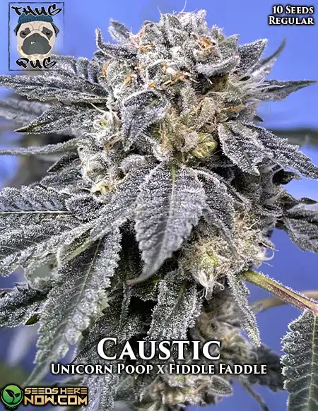 Caustic cannabis seeds by Thug Pug Genetics, a hybrid strain from Unicorn Poop and Fiddle Faddle with 20-25% THC