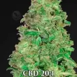 CBD AUTO 20:1 (Autoflower) - Fast Buds