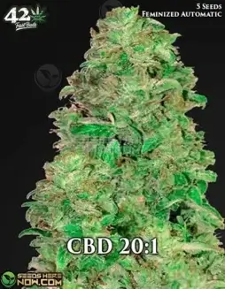 Image of CBD AUTO 20:1 cannabis seeds packet by Fast Buds