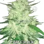 CBD Crack (Autoflower) - Fast Buds