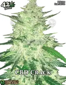 Image of CBD Crack Auto cannabis seeds by Fast Buds, featuring Sativa(space)dominant autoflowering seeds