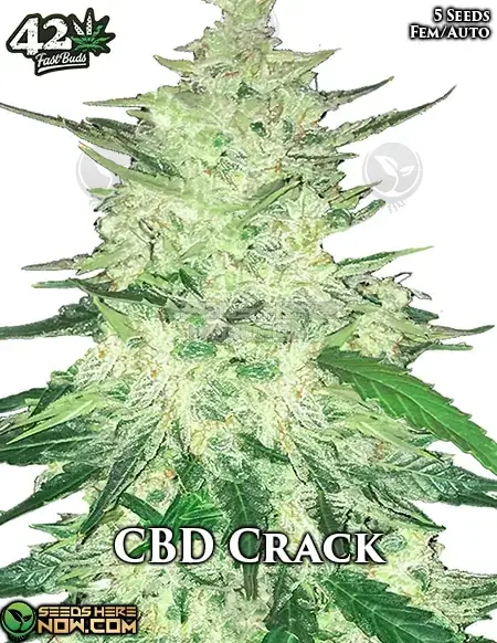 Image of CBD Crack Auto cannabis seeds by Fast Buds, featuring Sativa-dominant autoflowering seeds