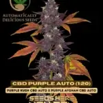 CBD Purple Auto (1:20) (Autoflower) - Automatically Delicious
