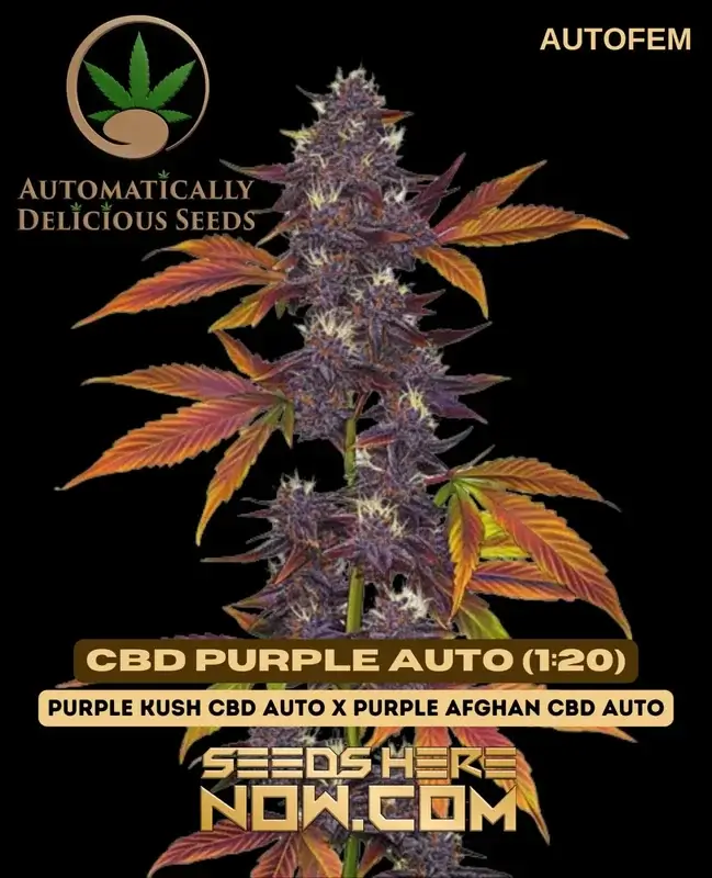 CBD Purple Auto (1:20) cannabis seeds - high CBD, low THC, easy cultivation