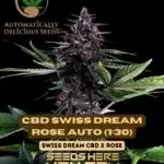 CBD Swiss Dream Rose Auto (1:30) (Autoflower) - Automatically Delicious