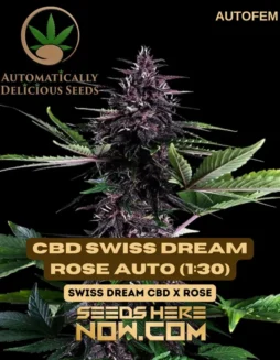 CBD Swiss Dream Rose Auto (1:30) Cannabis Seeds (space) Hybrid Autoflower