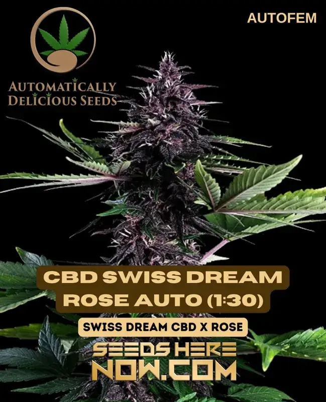 CBD Swiss Dream Rose Auto (1:30) Cannabis Seeds - Hybrid Autoflower