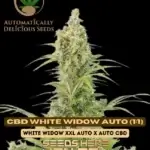CBD White Widow Auto (1:1) (Autoflower) - Automatically Delicious