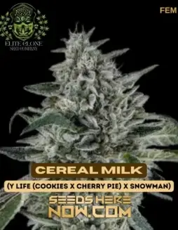 Cereal Milk S1 cannabis seeds, a creamy hybrid strain by Elite Clone Seed Company