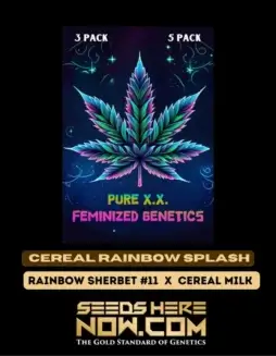 Cereal Rainbow Splash S1 Feminized Seeds (space) Rainbow Sherbet #11 x Cereal Milk Hybrid