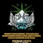Chang Rai Northern Highland Juicy Fruit Thai x Chocolate Thai (Regular) - Snow High Seeds