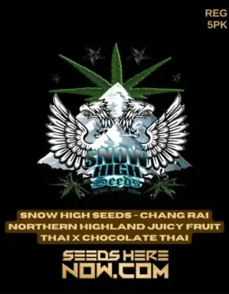 Chang Rai Northern Highland Cannabis Seeds featuring Juicy Fruit Thai and Chocolate Thai