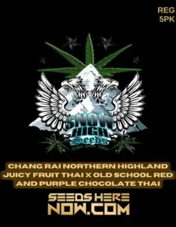 Chang Rai Northern Highland Juicy Fruit Thai x Old School Red and Purple Chocolate Thai cannabis seeds by Snow High Seeds
