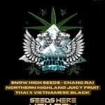 Chang Rai Northern Highland Juicy Fruit Thai x Vietnamese Black (Regular) - Snow High Seeds