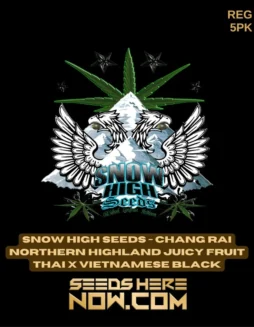 Pack of Chang Rai Northern Highland Juicy Fruit Thai x Vietnamese Black regular cannabis seeds by Snow High Seeds