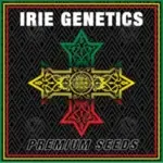 Character Zero (Feminized) - Irie Genetics