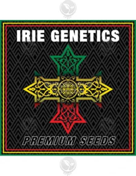 Character Zero Feminized Seeds - Hybrid Cannabis by Irie Genetics