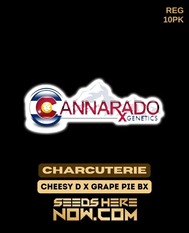 Charcuterie Regular Seeds - Cheesy D x Grape Pie BX - Cannarado Genetics