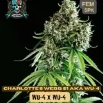 Charlotte's Web S1 (Feminized) - Elite Clone Seed Company