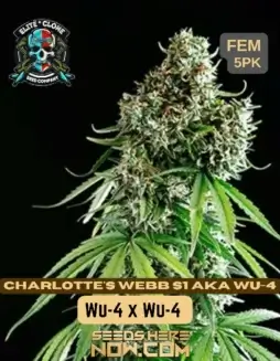Charlotte's Web S1 cannabis seeds, a balanced hybrid by Elite Clone Seed Company featuring earthy, pine, and citrus aromas.