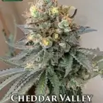 Cheddar Valley (Regular) - True Canna Genetics