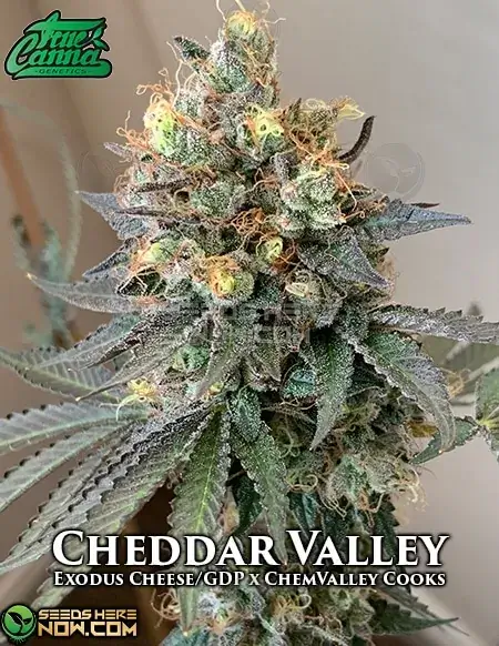 Aromatic Cheddar Valley Cannabis Seeds - True Canna Genetics