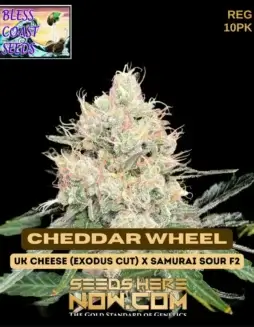 Cheddar Wheel Cannabis Seeds (space) A Hybrid Strain with Cheese and Skunk Aroma