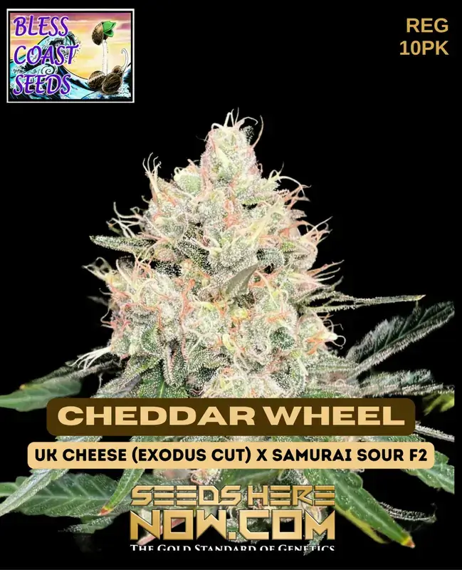 Cheddar Wheel Cannabis Seeds - A Hybrid Strain with Cheese and Skunk Aroma