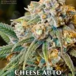 Cheese (Autoflower) - Automatically Delicious