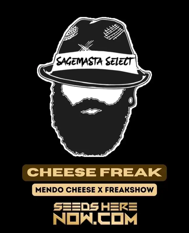 Cheese Freak cannabis seeds - a hybrid strain with Mendo Cheese and Freakshow genetics
