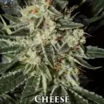 Cheese S1 (Feminized) - Dr. Blaze
