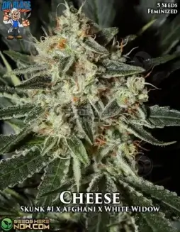 Cheese S1 (Feminized) (space) Dr. BlazeCheese S1 Feminized Cannabis Seeds by Dr. Blaze featuring Skunk #1 and White Widow genetics