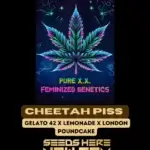 Cheetah Piss S1 (Feminized) - Pure XX