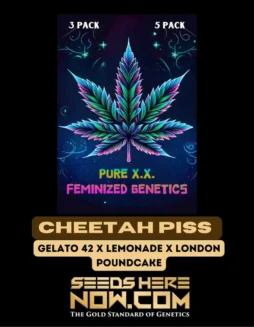Cheetah Piss S1 Feminized Cannabis Seeds by Pure XX featuring 22(space)26% THC