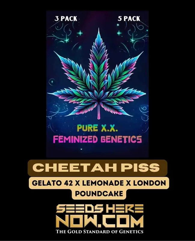 Cheetah Piss S1 Feminized Cannabis Seeds by Pure XX featuring 22-26% THC