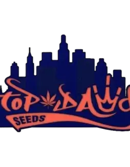 Image of Chem 3D cannabis seeds by Top Dawg Seeds, showcasing robust regular seeds suitable for breeding and high yield