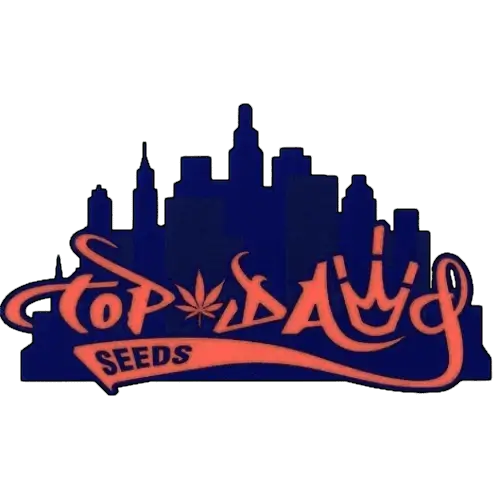 Image of Chem 3D cannabis seeds by Top Dawg Seeds, showcasing robust regular seeds suitable for breeding and high yield