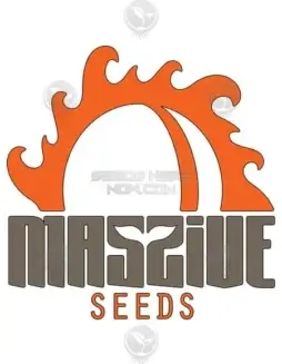 Chem 541 2.0 cannabis seeds package by Massive Seeds