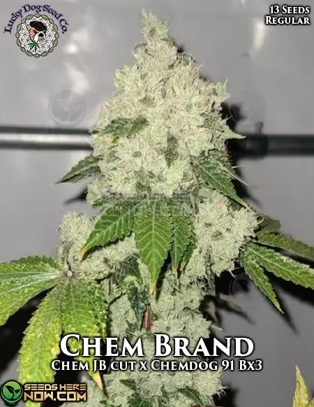 Chem Brand regular cannabis seeds by Lucky Dog Seed Company, featuring a hybrid strain with 22-26% THC.