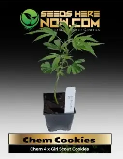 Chem Cookies cannabis clones in pots, featuring Chem 4 and Girl Scout Cookies genetics