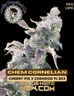 Chem Cornelian cannabis seeds, hybrid strain by Lucky Dog Seed Company featuring Cherry Pie and Chem 91 BX3 genetics