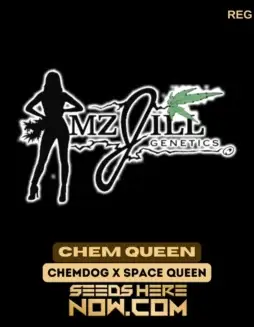 Chem Queen Cannabis Seeds (space) Regular Type by Mz Jill Genetics featuring Chemdog and Space Queen lineage