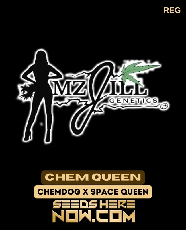 Chem Queen Cannabis Seeds - Regular Type by Mz Jill Genetics featuring Chemdog and Space Queen lineage