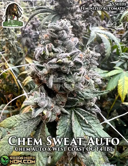 Chem Sweat Auto cannabis seeds by Ganja Farmer, hybrid strain with citrus and diesel flavors